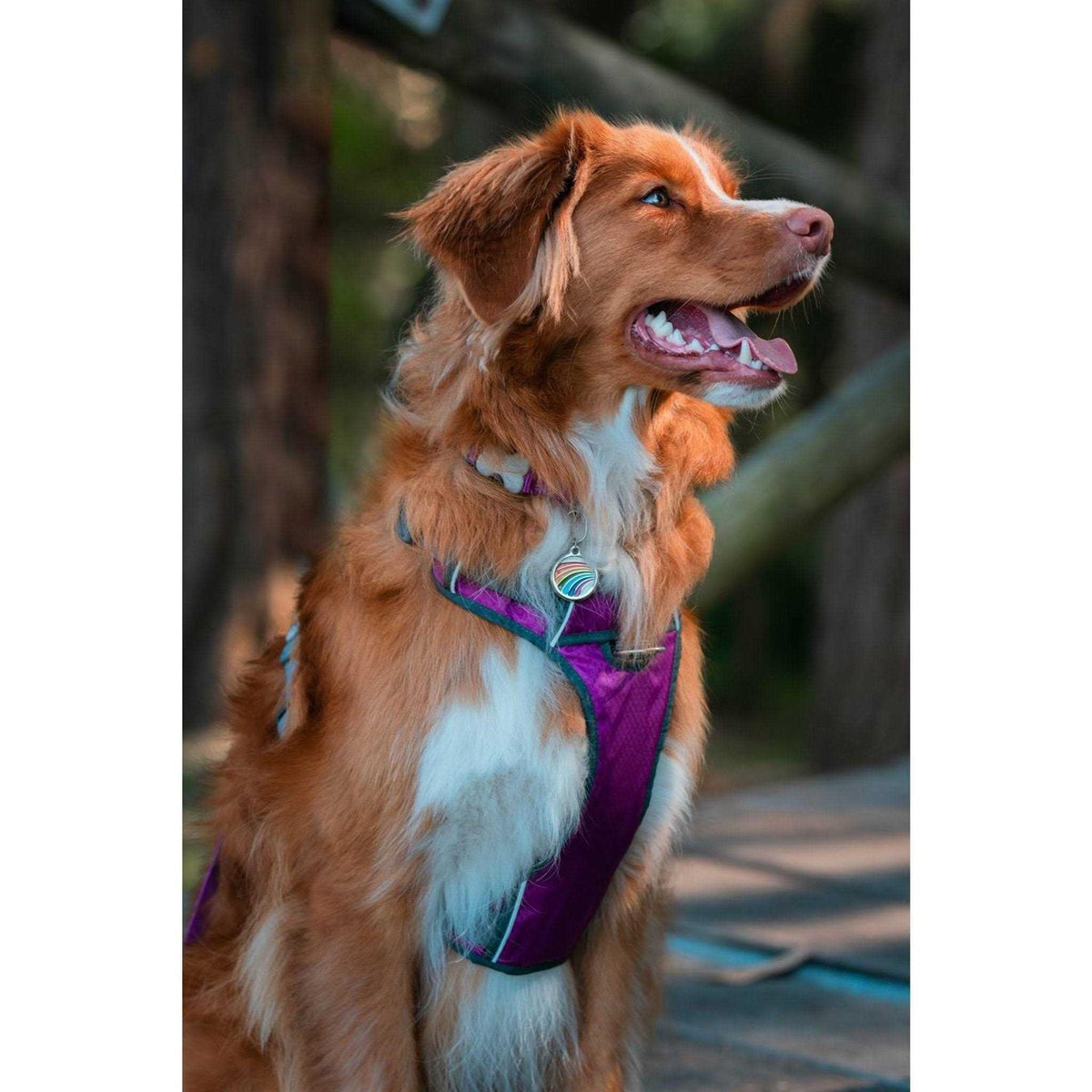 Padded Dog Harness S40322
