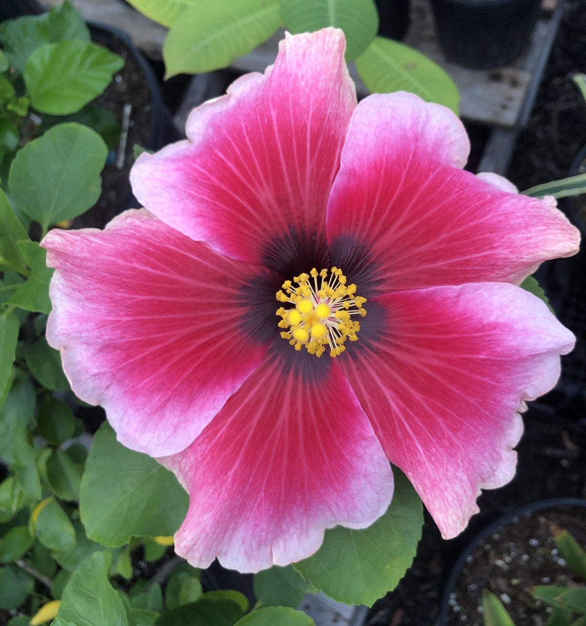 4" pot Live Tropical Hibiscus Plant S663119