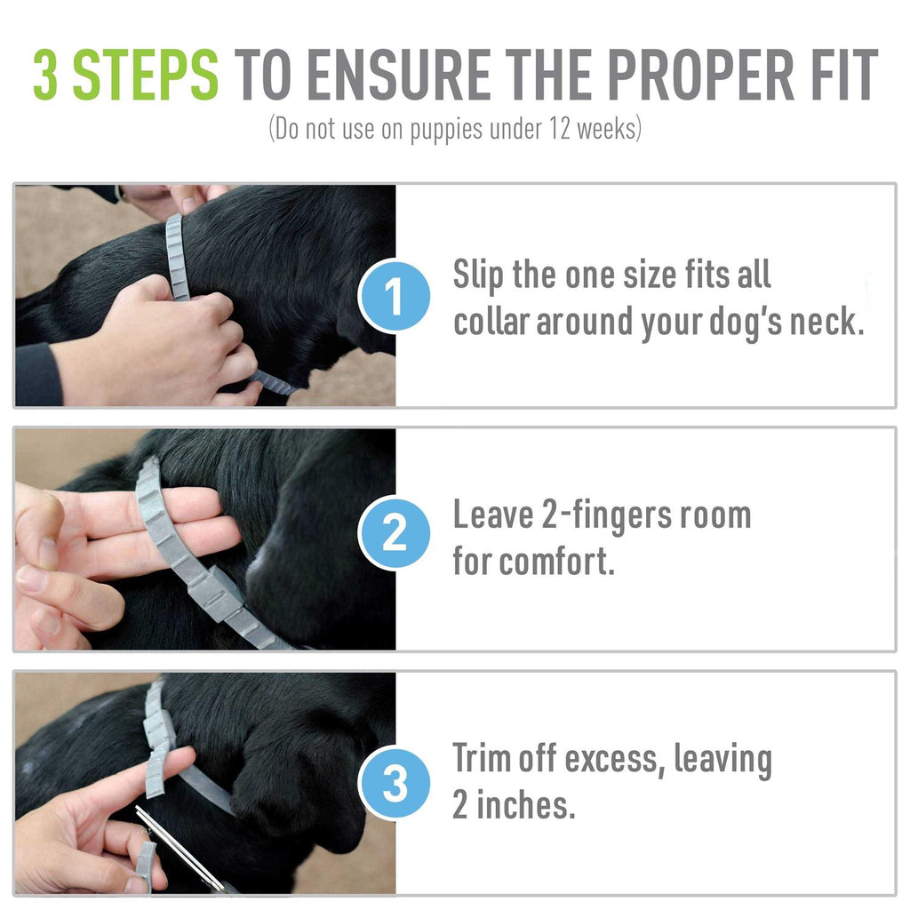 Flea Tick Collar for Dogs Puppies H9976