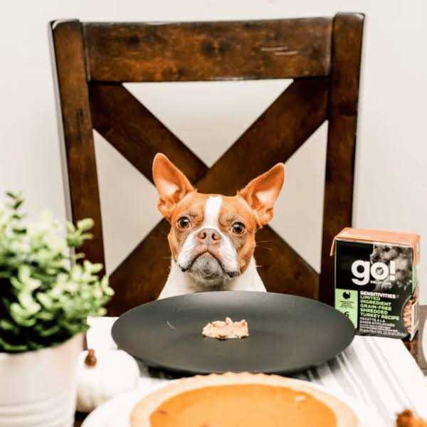 Shredded Turkey Wet Dog Food M736024