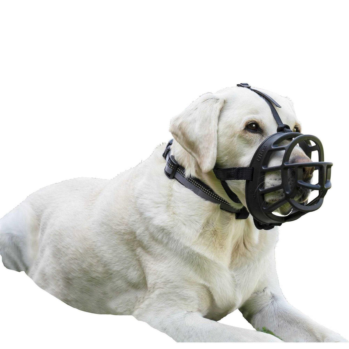 Dog Muzzle H913690