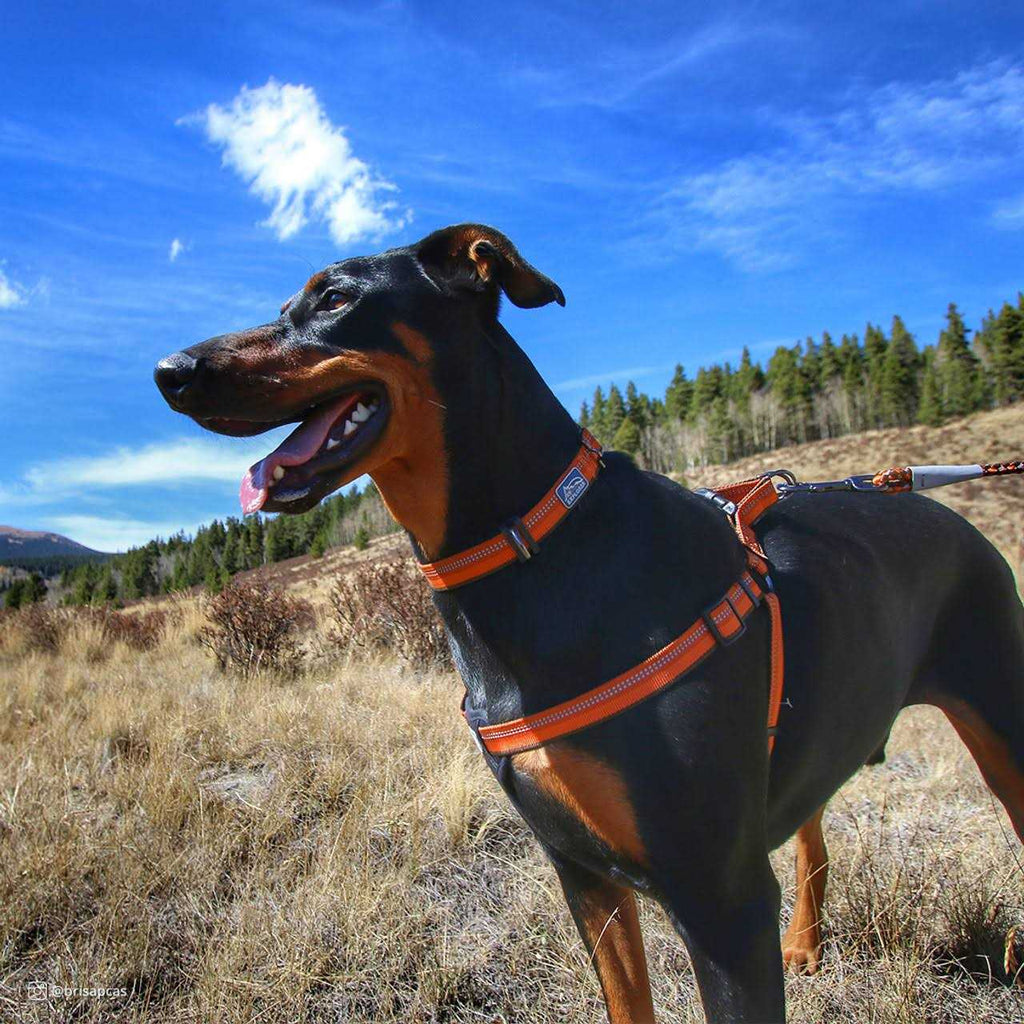Reflective Adjustable Dog Collar Y9318
