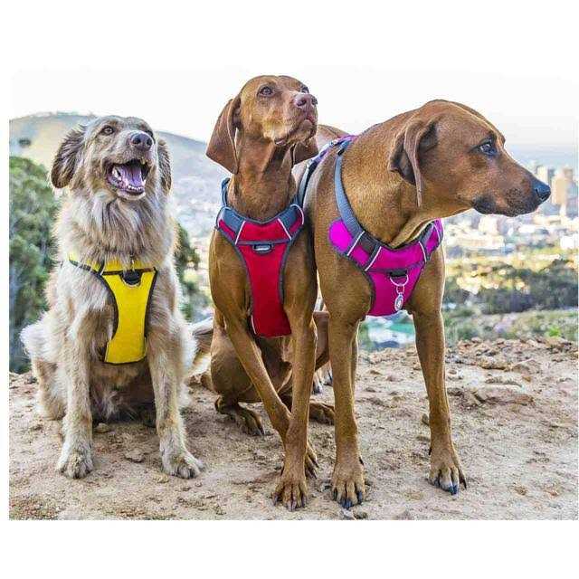 Padded Dog Harness S40322