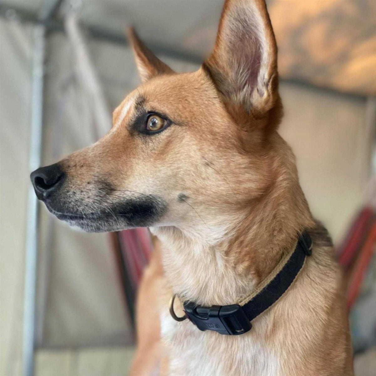 Dog Collar Wide L3825