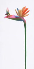 Bird of Paradise Statue Figurine J39101