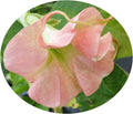 Double Pink Fragrant Flowers Starter Size 4 Inch Pot F14390