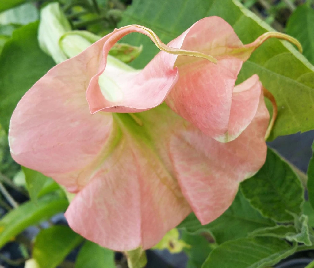 Double Pink Fragrant Flowers Starter Size 4 Inch Pot F14390