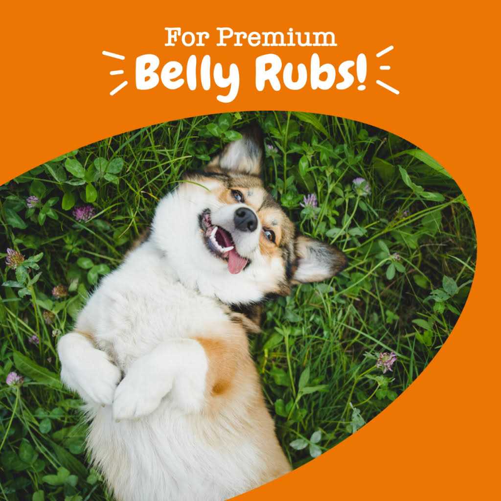 Probiotic Bites Pumpkin Flavored Soft Chews for Dogs Q15510