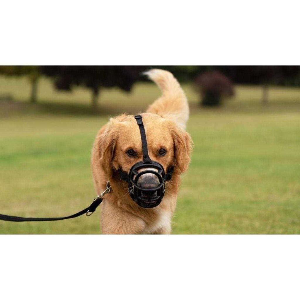 Dog Muzzle H913690